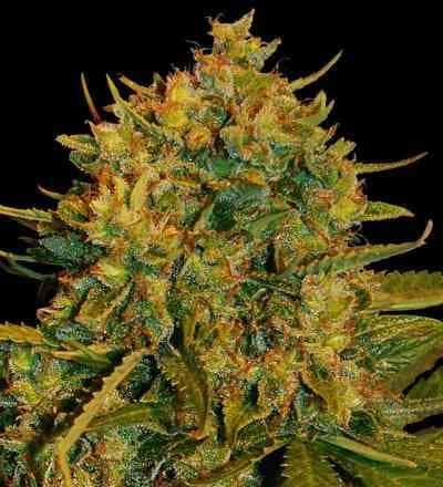 Northern Lights x Big Bud Auto > World of Seeds | Autoflowering Hanfsamen  |  Indica