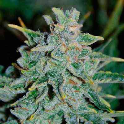 Northern Light Blue Auto > Delicious Seeds | Graines Autofloraison  |  Indica