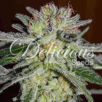 Northern Light Blue > Delicious Seeds | Semillas feminizadas  |  Índica