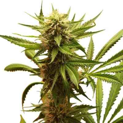 Northern Light > Royal Queen Seeds | Feminisierte Hanfsamen  |  Indica