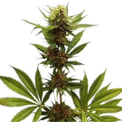 Northern Light > Royal Queen Seeds | Feminisierte Hanfsamen  |  Indica