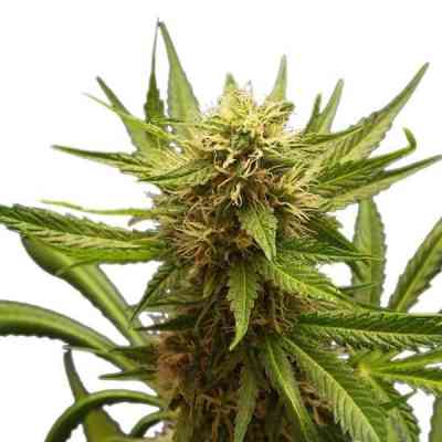 Northern Light > Royal Queen Seeds | Feminisierte Hanfsamen  |  Indica