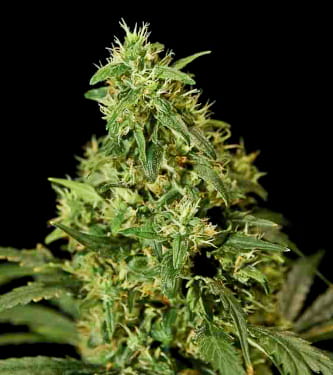 Northern Light > Bulldog Seeds | Semillas feminizadas  |  Índica