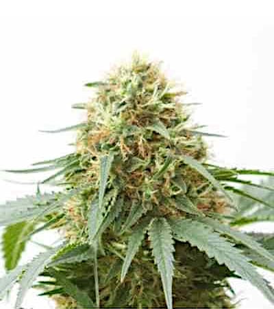 Northern Light > Linda Seeds | Recommandations sur les graines de cannabis  |  Graines de Cannabis à bas prix