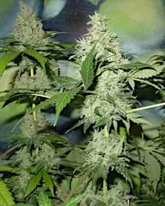 Northern Light > Homegrown Fantaseeds | Feminisierte Hanfsamen  |  Indica