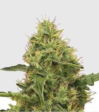 Northern Light > Royal Queen Seeds | Graines Féminisées  |  Indica