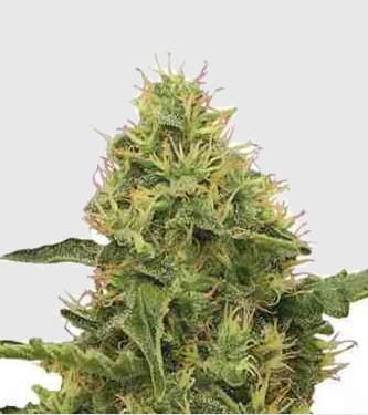 Northern Light > Royal Queen Seeds | Semillas feminizadas  |  Índica