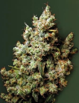 Northern Light > Victory Seeds | Feminisierte Hanfsamen  |  Indica