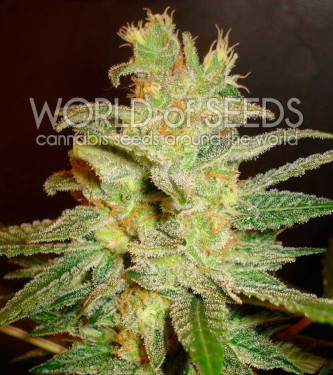 Northern Light x Big Bud Early Harvest > World of Seeds | Feminisierte Hanfsamen  |  Indica