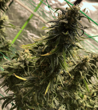 Northern Light x Big Bud Early Harvest > World of Seeds | Graines Féminisées  |  Indica