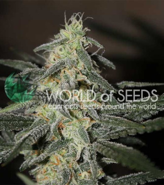 Northern Light x Big Bud Early Harvest > World of Seeds | Feminisierte Hanfsamen  |  Indica
