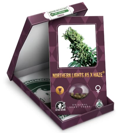 Northern Lights #5 X Haze > Sensi Seeds | NUESTRAS RECOMENDACIONES DE SEMILLAS DE MARIHUANA  |  TOP 10 semillas sativas