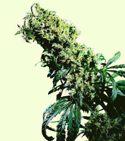 Northern Lights #5 X Haze > Sensi Seeds | Hanfsamen Empfehlungen  |  TOP 10 Sativa Cannabis-Sorten