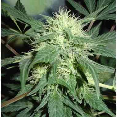 Northern Lights Auto graines > Homegrown Fantaseeds | Graines auto  |  Indica