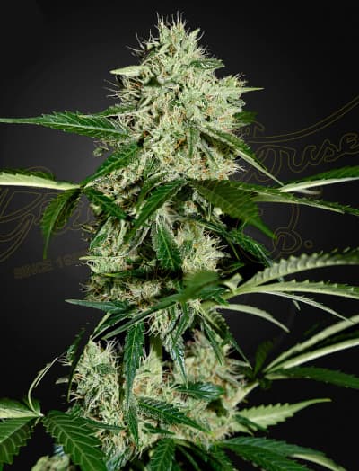 Northern Light Autoflowering > Green House Seed Company | Autoflowering Hanfsamen  |  Indica