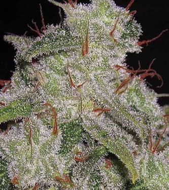 Northern Lights Autoflowering > Vision Seeds | Semillas autoflorecientes  |  Índica