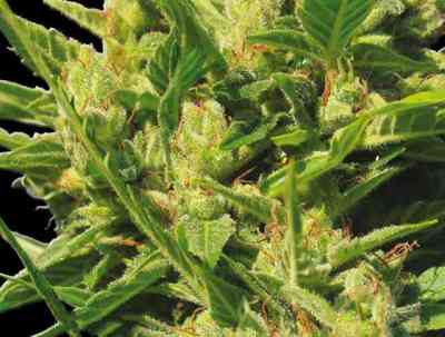 Northern Lights Autoflowering > Vision Seeds | Graines Autofloraison  |  Indica