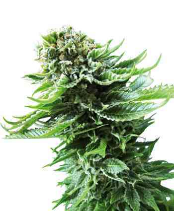 Northern Lights Automatic > Sensi Seeds | Semillas autoflorecientes  |  Índica