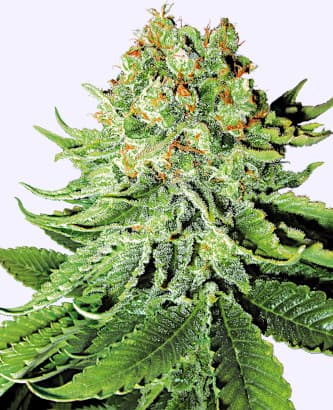 Northern Lights Automatic > White Label Seeds | Autoflowering Hanfsamen  |  Indica