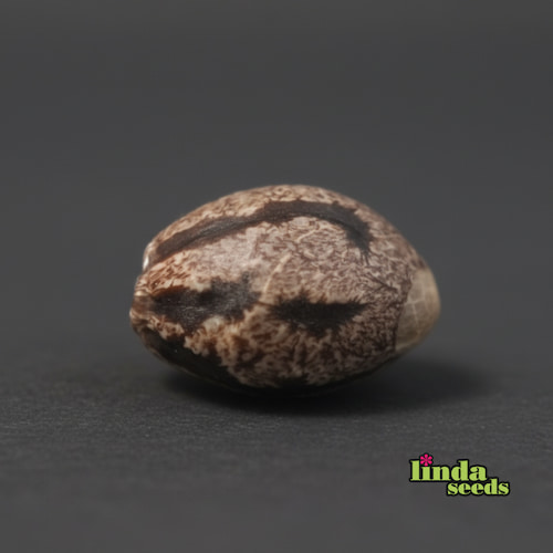 Northern Lights semilla > Linda Seeds | NUESTRAS RECOMENDACIONES DE SEMILLAS DE MARIHUANA  |  Semillas Baratas