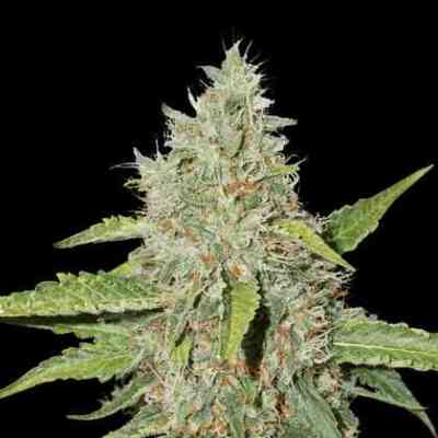 Northern Lights Samen > Seed Stockers | Feminisierte Hanfsamen  |  Indica