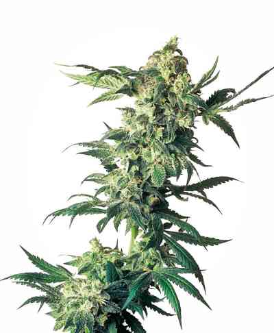 Northern Lights Samen > Sensi Seeds | Feminisierte Hanfsamen  |  Indica