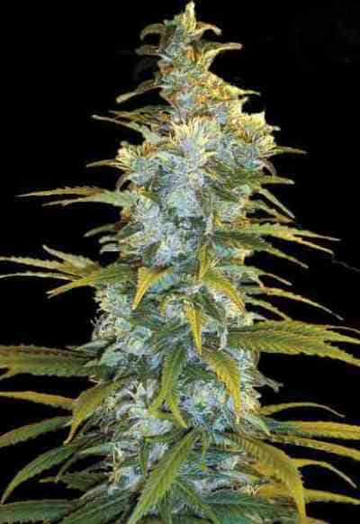 Northern Light > Bulk Seed Bank | Feminisierte Hanfsamen  |  Indica