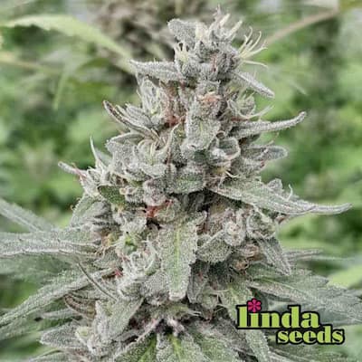 Northern Lights semilla > Linda Seeds | NUESTRAS RECOMENDACIONES DE SEMILLAS DE MARIHUANA  |  Semillas Baratas