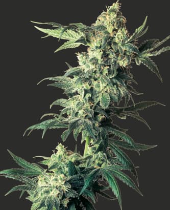 Northern Lights > Sensi Seeds | Semillas feminizadas  |  Índica