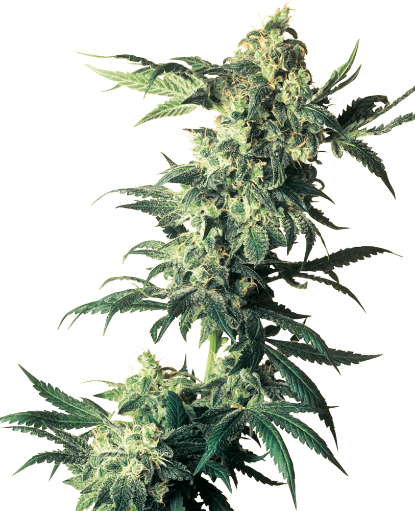 Northern Lights > Sensi Seeds