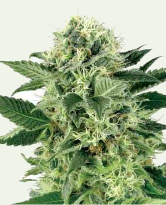 Northern Lights > White Label Seeds | Graines Féminisées  |  Indica