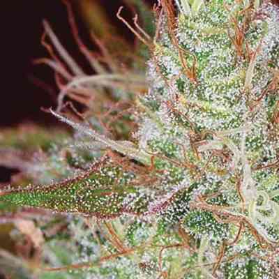 Northern Lights > Vision Seeds | Feminisierte Hanfsamen  |  Indica