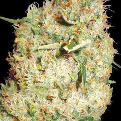 Northern Lights > Vision Seeds | Feminized Cannabis   |  Indica