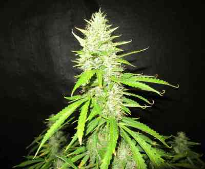 Northern Lights Autoflower semilla > Seed Stockers | Semillas autoflorecientes  |  Índica