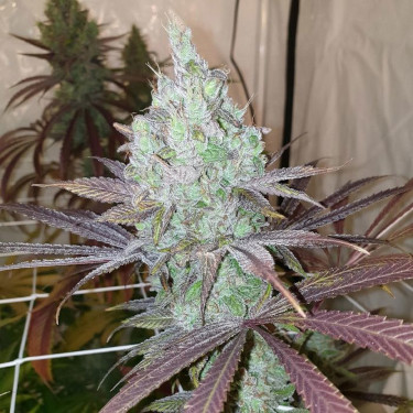 Now N Frutti > Karma Genetics | Semillas feminizadas  |  Híbrido