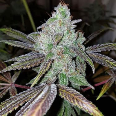 Now N Frutti > Karma Genetics | Feminisierte Hanfsamen  |  Hybrid