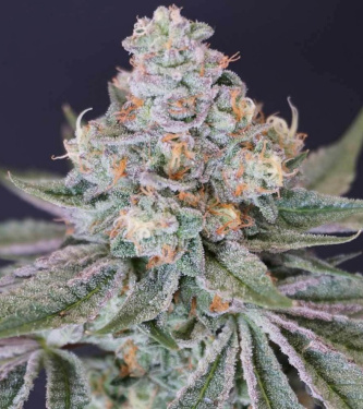 Now N Melon > Karma Genetics | Feminized Marijuana   |  hybrid