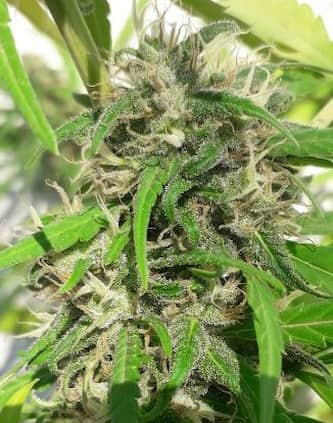 Nueva Caledonia > Ace Seeds | Regular Marijuana   |  Sativa