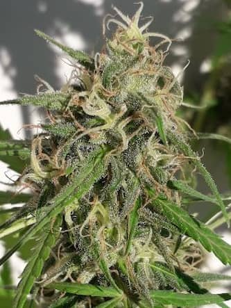 Nueva Caledonia > Ace Seeds | Regular Marijuana   |  Sativa