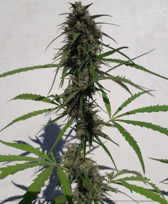 Nueva Caledonia > Ace Seeds | Graines Normal  |  Sativa