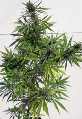 Nueva Caledonia > Ace Seeds | Semillas Regulares  |  Sativa