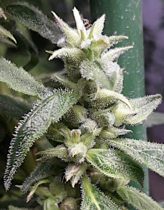 Nueva Caledonia II > ACE Seeds | Regular Marijuana   |  Hybrid