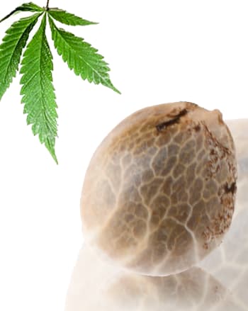 Nuttea Haze Samen > French Touch Seeds | CBD Hanfsamen  |  Sativa