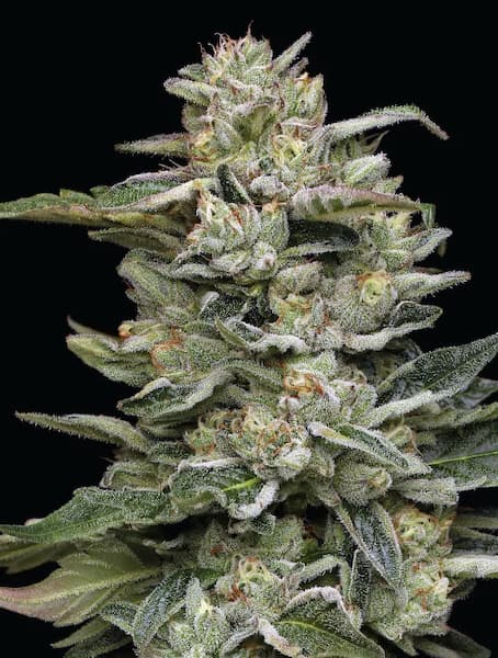 Nutter Budder  > Humboldt Seed Company | Graines Féminisées  |  Hybride