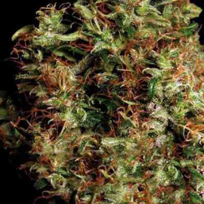 NY Diesel > Vision Seeds | Feminisierte Hanfsamen  |  Hybrid