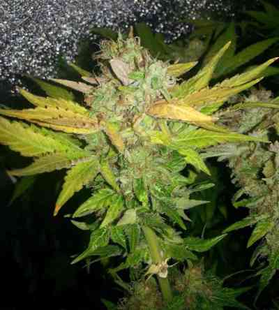 NY Diesel > Vision Seeds | Feminized Marijuana   |  hybrid