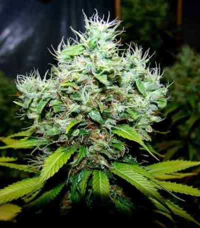 NYC Diesel > Soma Seeds | Feminisierte Hanfsamen  |  Hybrid