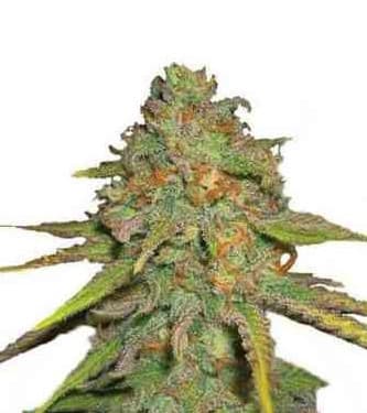 O.G. Kush > Royal Queen Seeds | Semillas feminizadas  |  Índica