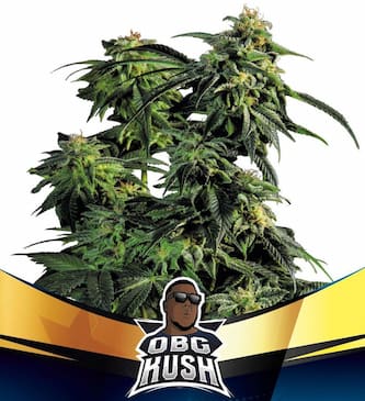 OBG Kush Fast semilla > BSF Seeds | Semillas feminizadas  |  Índica