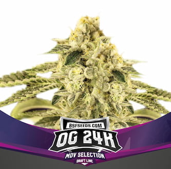 OG 24K Seed > BSF Seeds | Feminized Marijuana   |  hybrid